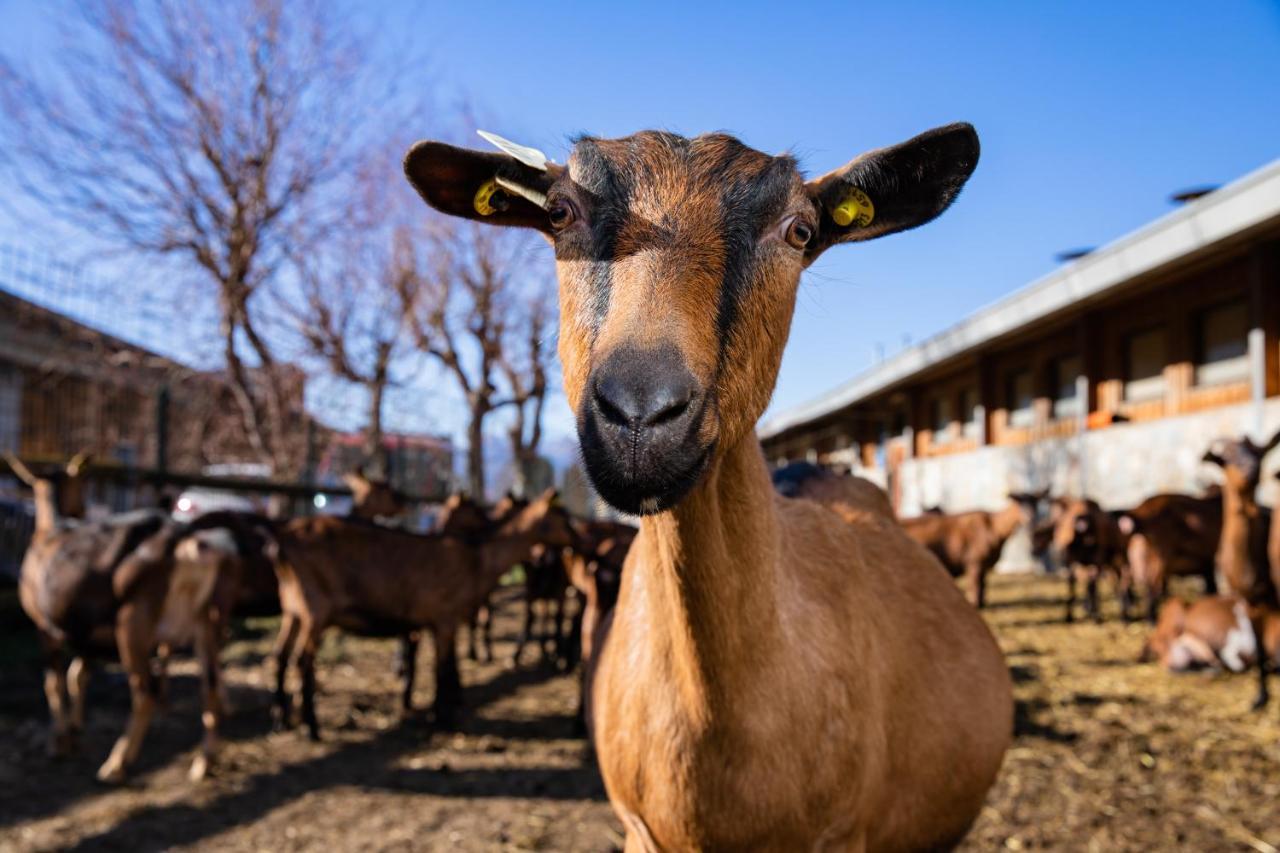 Agriturismo La Fiorida Mantello Buitenkant foto
